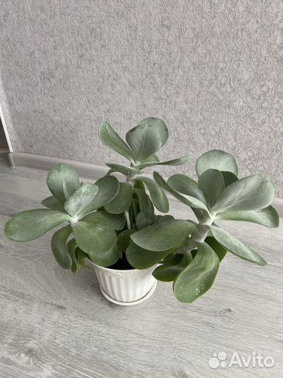 Суккуленты