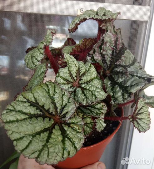 Фикусы,хойи,хвойные,бегонии