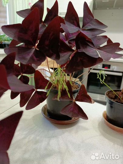 Комнатные цветы кислица