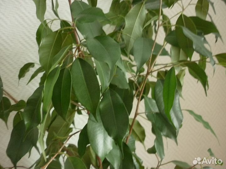 Фикус Бенджамина