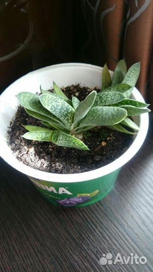 Хавортия, гастерия, крассула, дримиопсис, стапелия