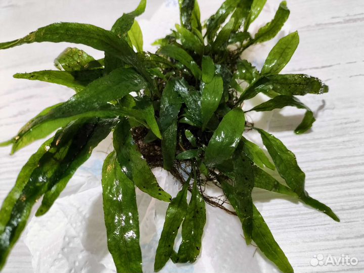 Аквариумные растения