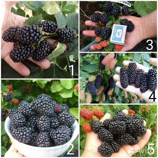 Саженцы крупноплодной ежевики, зкс