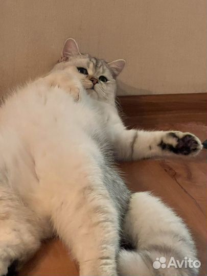 Вязка серебристая шиншилла