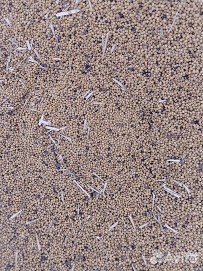 Сидерат горчицы