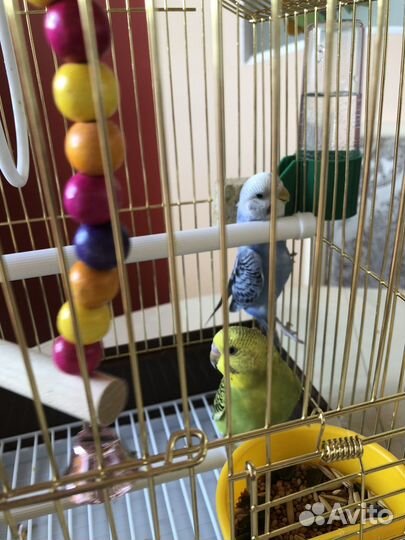 Волнистые молодые попугайчики пара