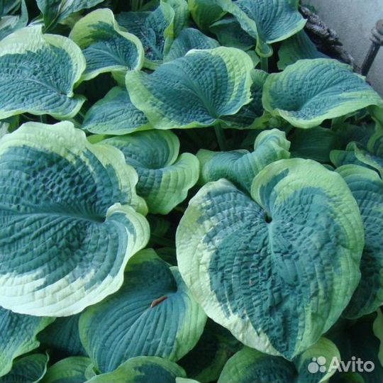 Хоста Американ Хало