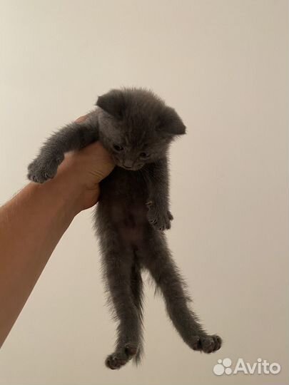 Домашние животные котята