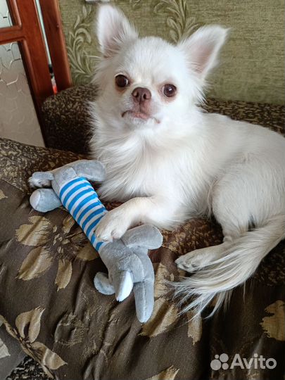 Вязка чихуахуа мини