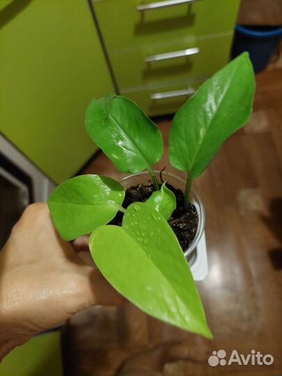 Сциндапсус эпипремнум