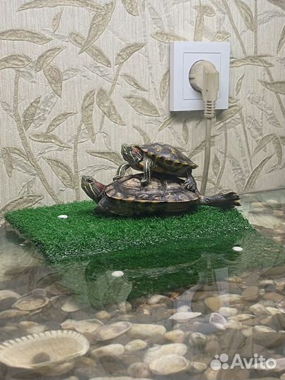 Красноухая черепаха