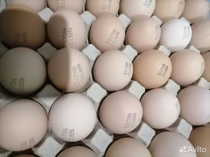 Инкубационное яйцо оптом и в розницу
