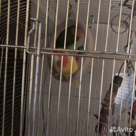 Попугаи с клеткой