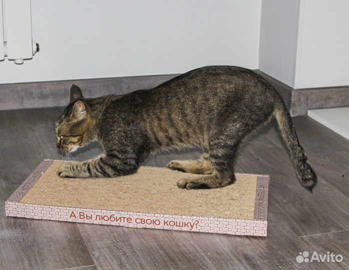 Сема - классный котик-кастрат 10 мес в дар