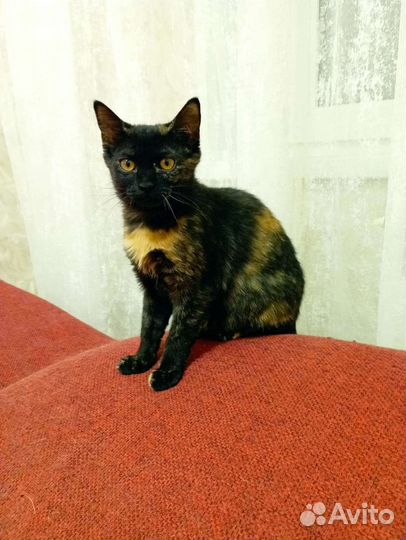 Котенок трехцветка Черри 7мес привита метиска