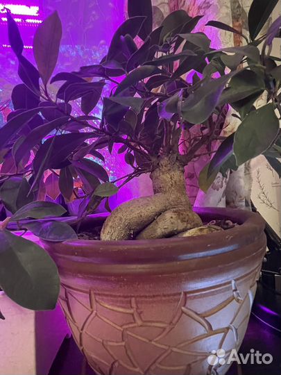 Фикус гинсенг бошьшой