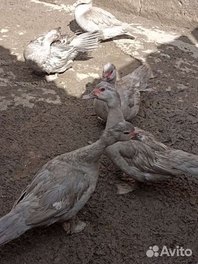 Утки немецкой линии