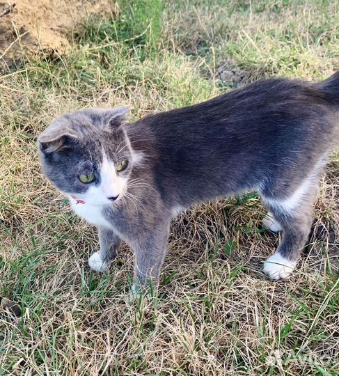 Молодая вислоухая кошечка