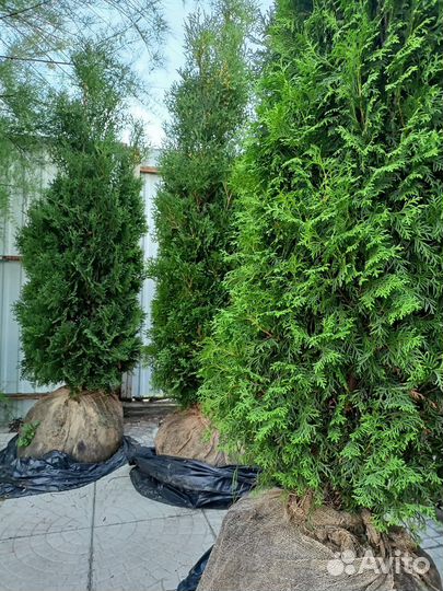 Туя спираль, 2,1-2,2м