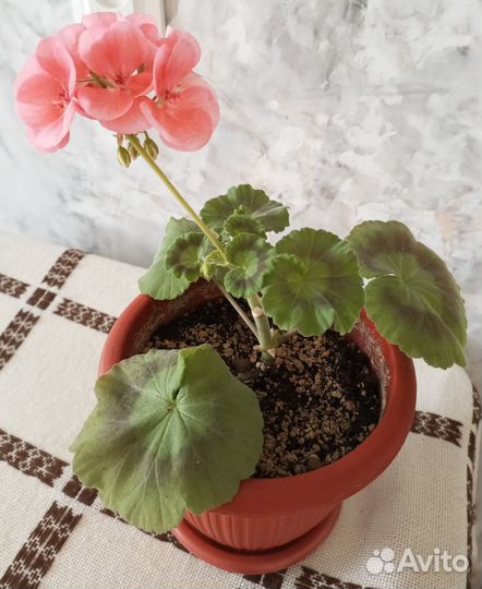 Комнатные растения