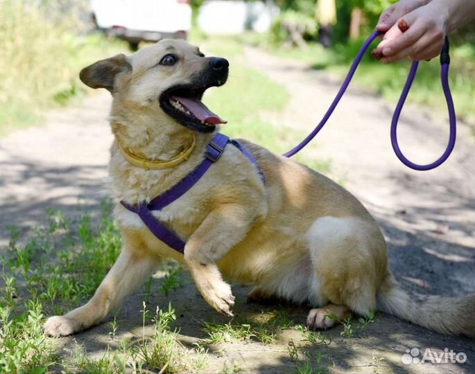 Собака улыбка нежная девочка