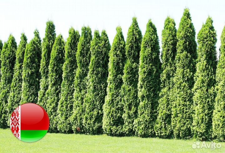 Туи Ростовка большая 8 м