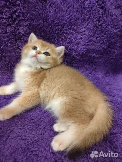 Золотой британский мальчик