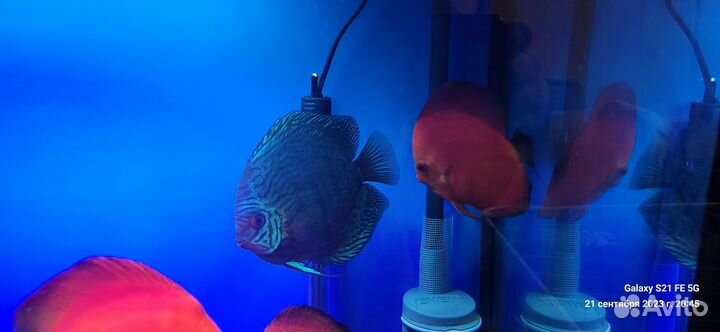 Дискус, Фильтр