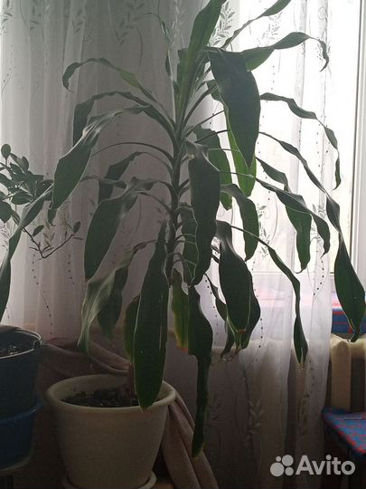 Драцена широколистная