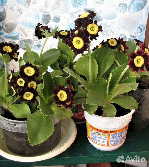 Многолетники:хосты,примулы,маргаритки,лилейник