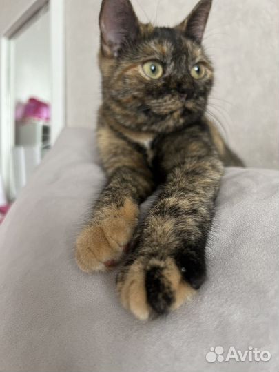 Кошка