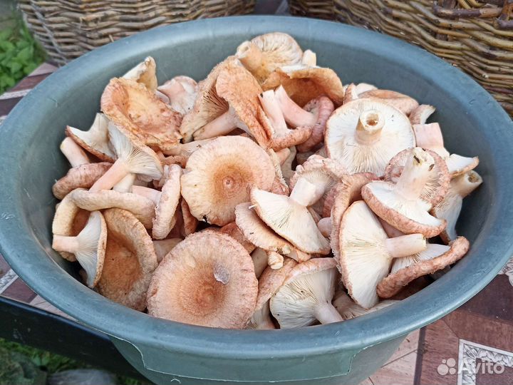 Грибы волнушки