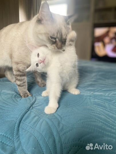 Котенок девочка