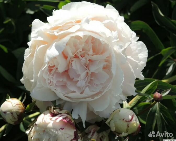 Пион Соланж