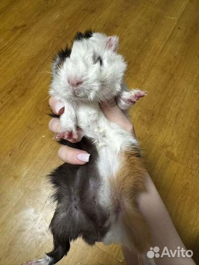 Морские свинки