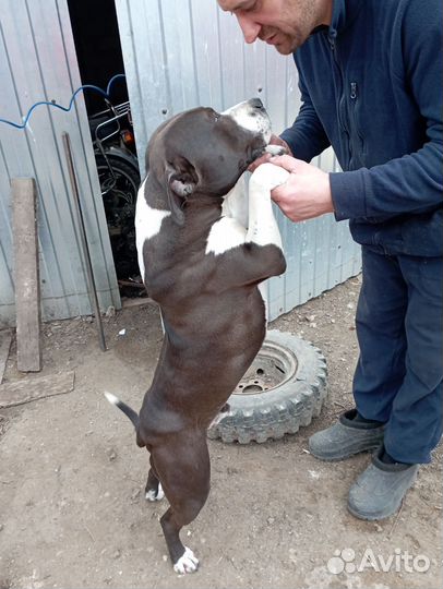 Амстафф вязка