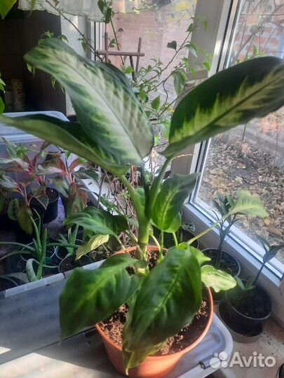 Диффенбахия