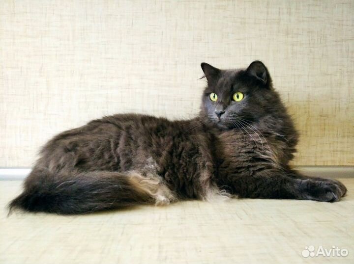 Веня ищет дом