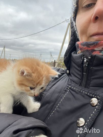 Кошка в дар бесплатно