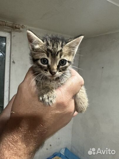 Котята в добрые руки бесплатно