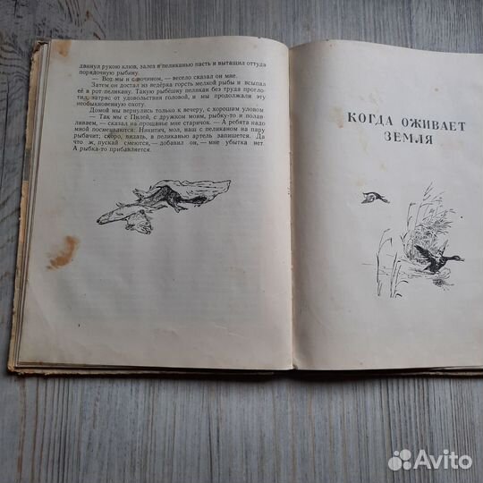 Лесной прадедушка. Скребицкий. 1956 г