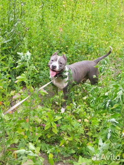 Зоогостиница для собак. Передержка