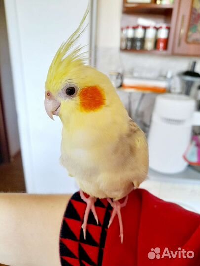 Птенцы корелл