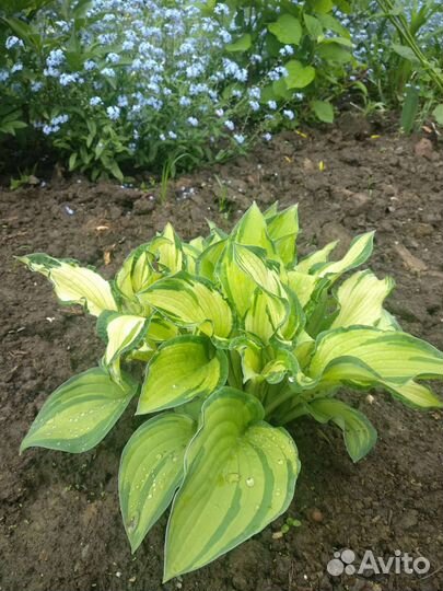 Хоста целый куст- не делянки(30 шт) + Гейхера (5шт