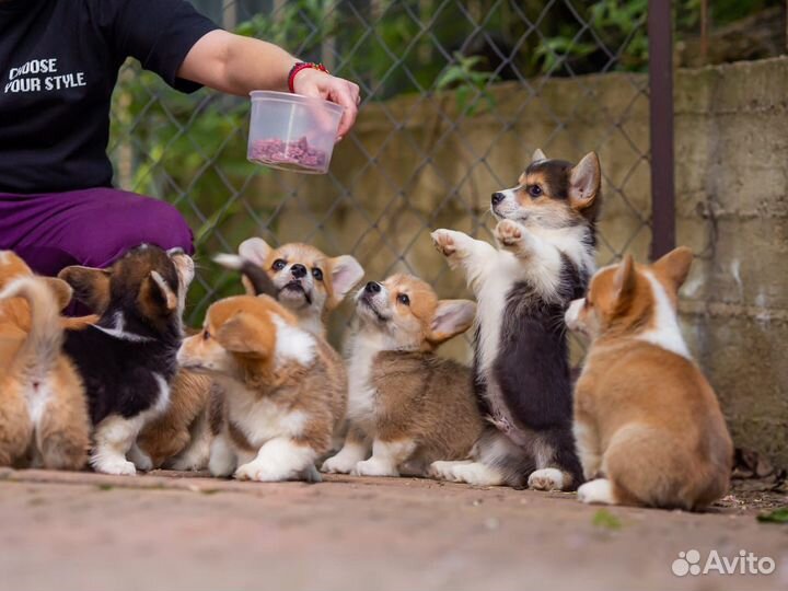 Вельш корги пемброк