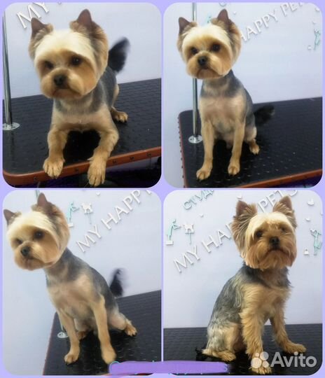 Стрижка собак и кошек