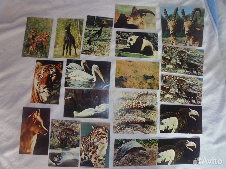 Польск зоопарк Ruch 1969+ Моск зооп Планета 1969