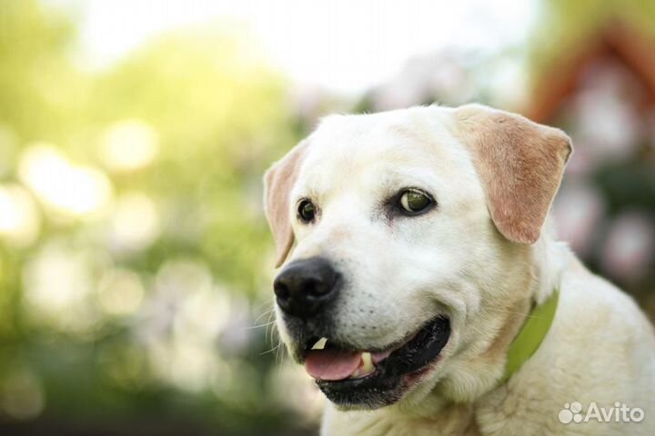 Лабрадор Сеня