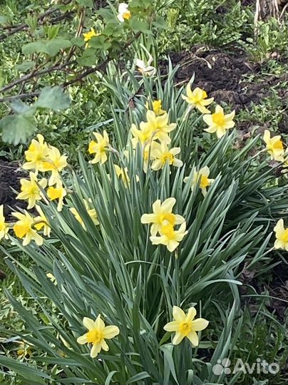 Луковица нарцисса