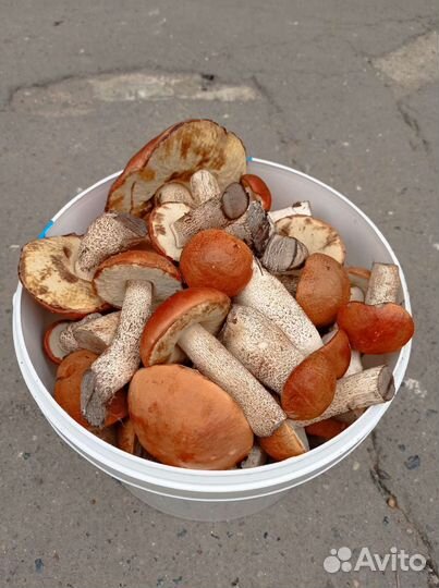 Красноголовики